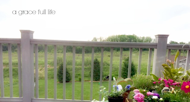 backyard in Lexington Ohio