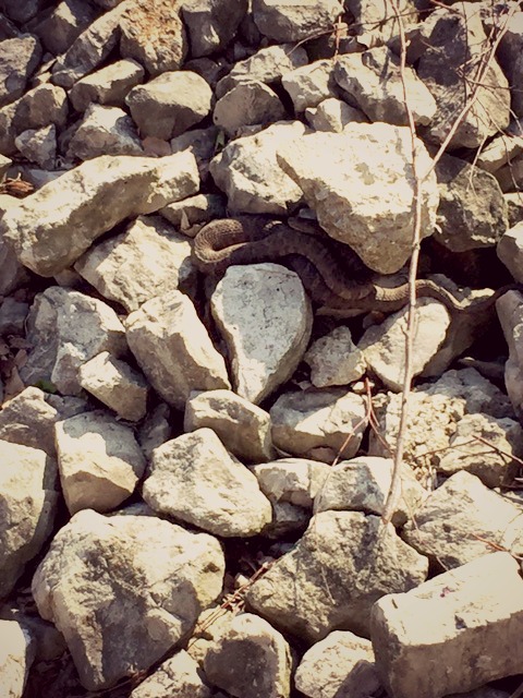 snake in rock at Cedar Point 