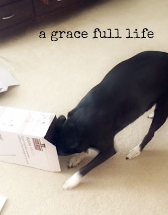 my dog opens my Dyson 