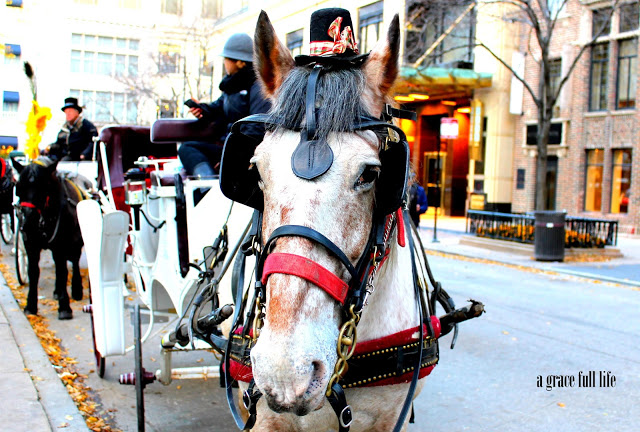 Horse Chicago
