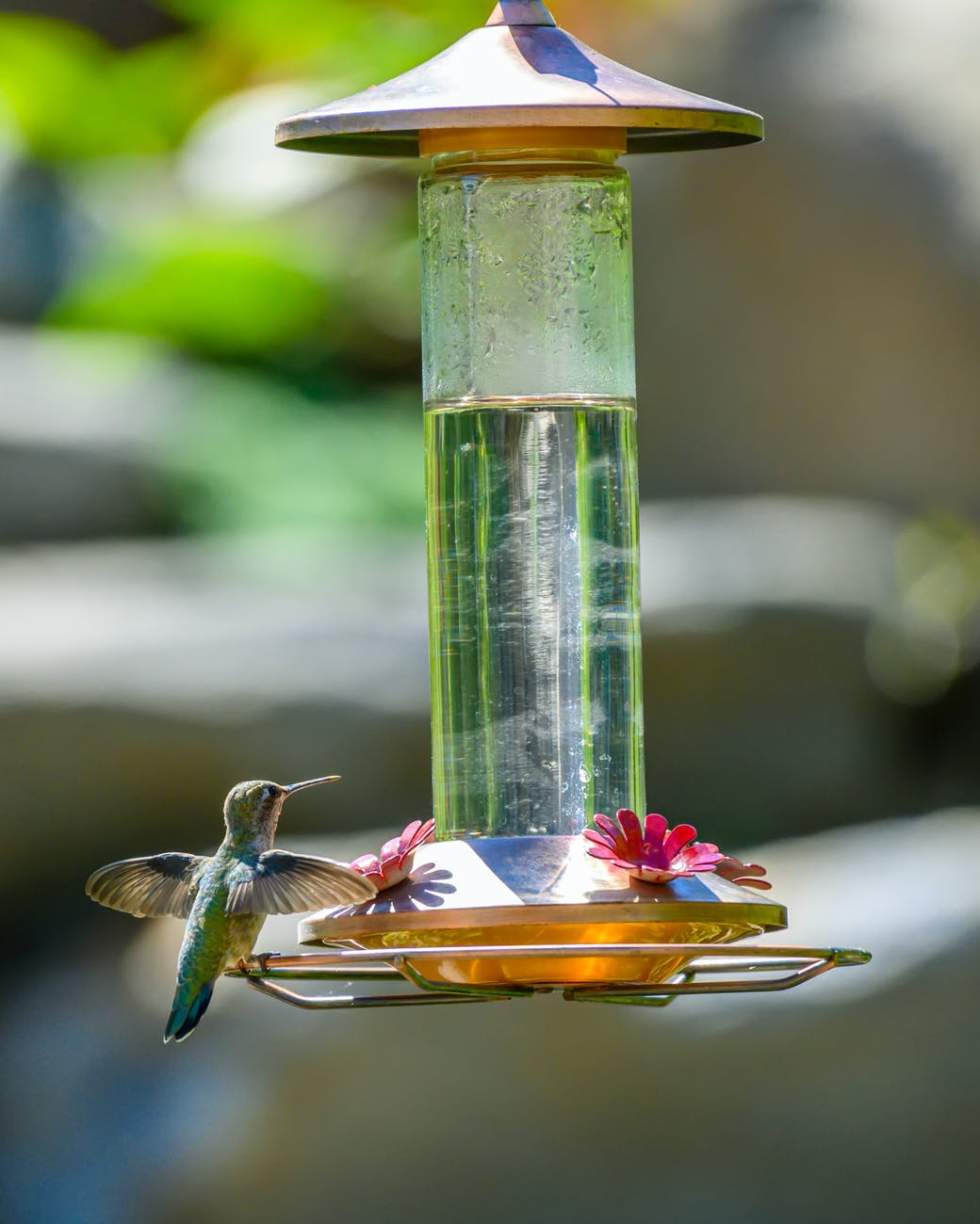 hummingbird perched on bird feeder