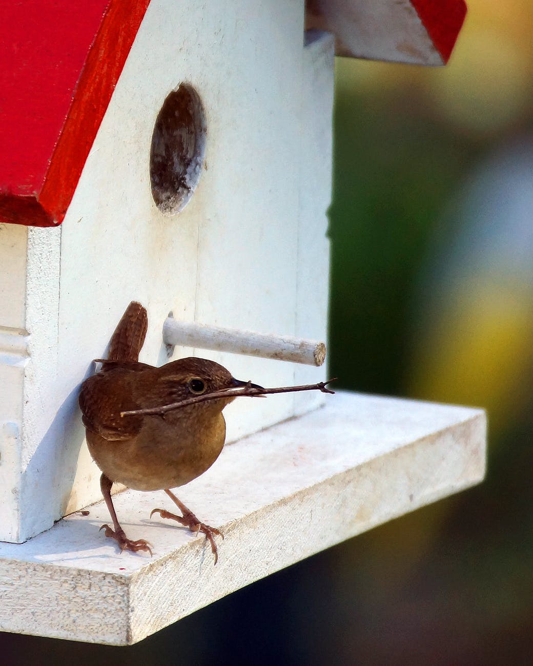 selective focus photo of house wren perched on white birdhouse