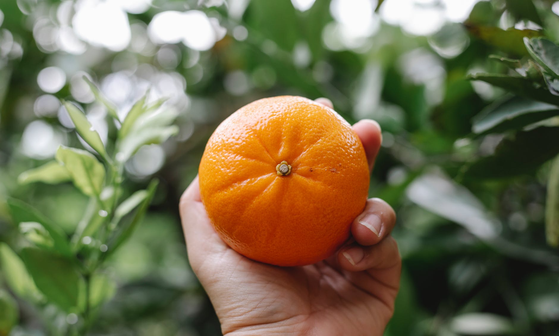 crop person showing fresh ripe tangerine against greenery